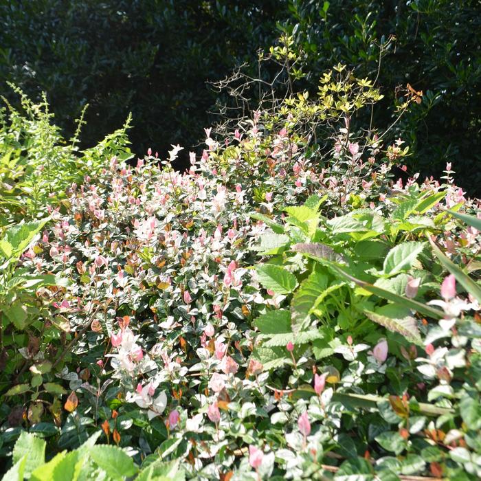 Snow N Summer Asiatic Jasmine