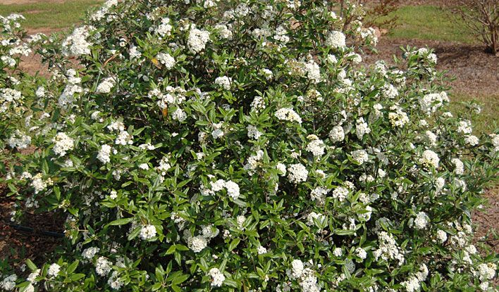 Pearlific Fragrant Snowball Viburnum Bush