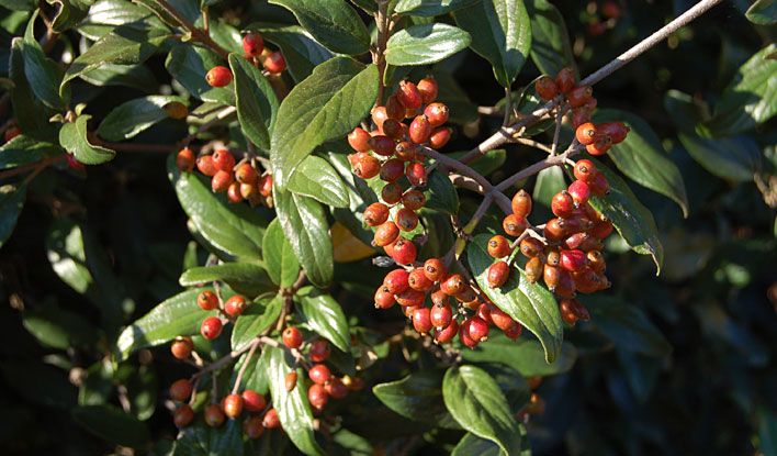Pearlific Fragrant Snowball Viburnum Bush