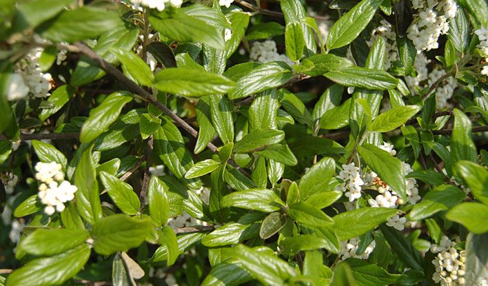 Pearlific Fragrant Snowball Viburnum Bush