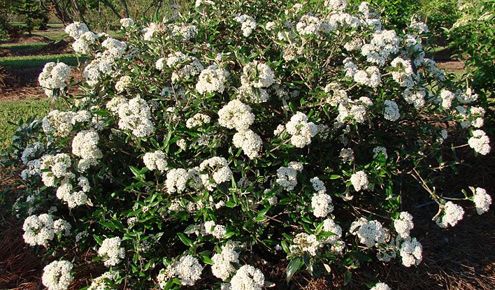 Pearlific Fragrant Snowball Viburnum Bush