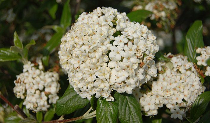 Growing The Pearlific Fragrant Snowball Viburnum Bush Viburnum Piivib