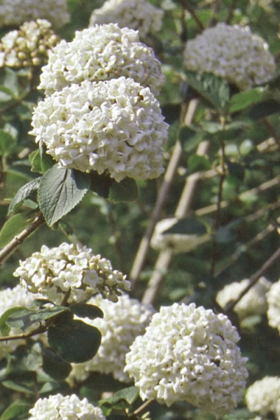 Pearlific Fragrant Snowball Viburnum Bush