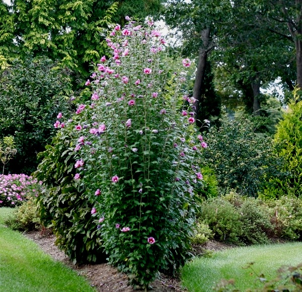 Purple Pillar Rose of Sharon