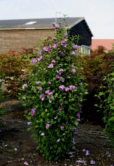 Purple Pillar Rose of Sharon