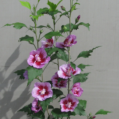 Purple Pillar Rose of Sharon