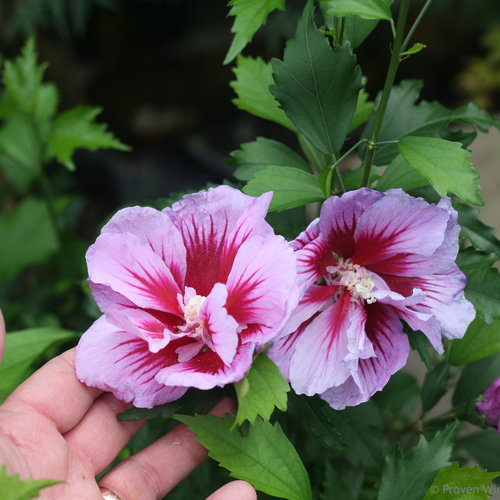 Purple Pillar Rose of Sharon
