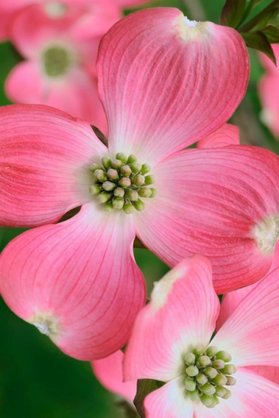 Red Flowering Dogwood Tree