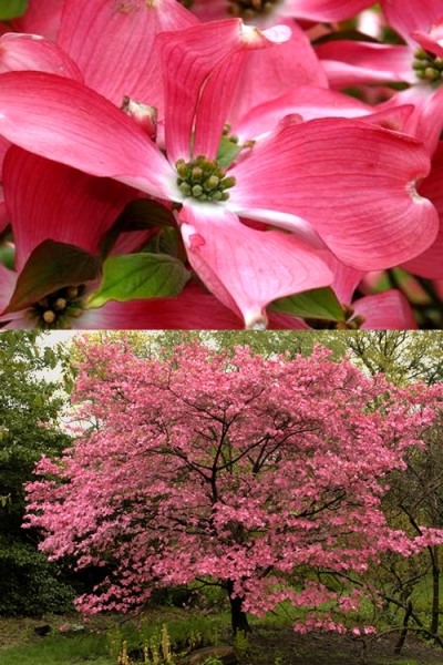 Red Flowering Dogwood Tree