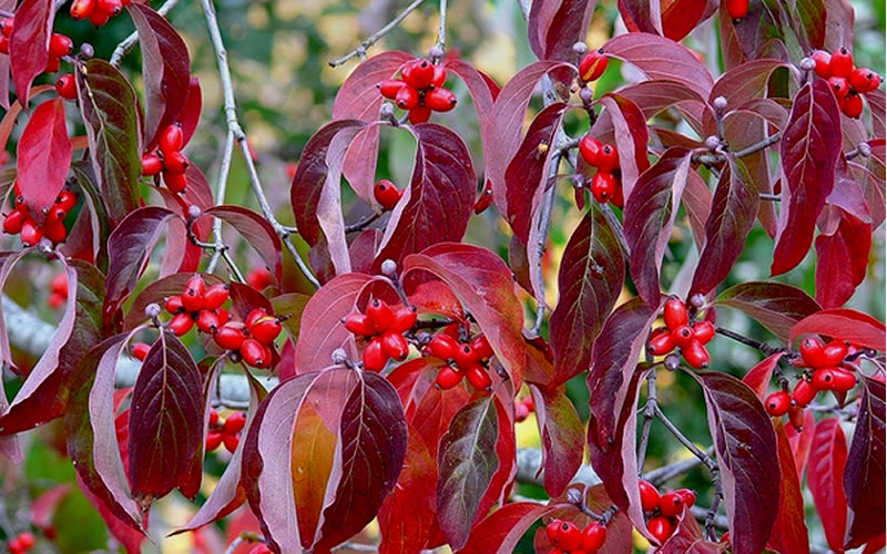 Red Flowering Dogwood Tree