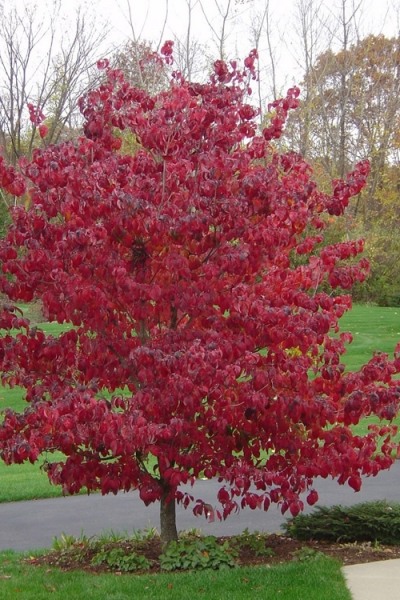 Red Flowering Dogwood Tree