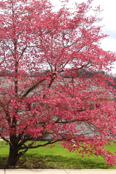 Red Flowering Dogwood Tree