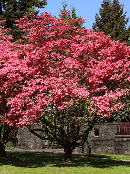 Red Flowering Dogwood Tree