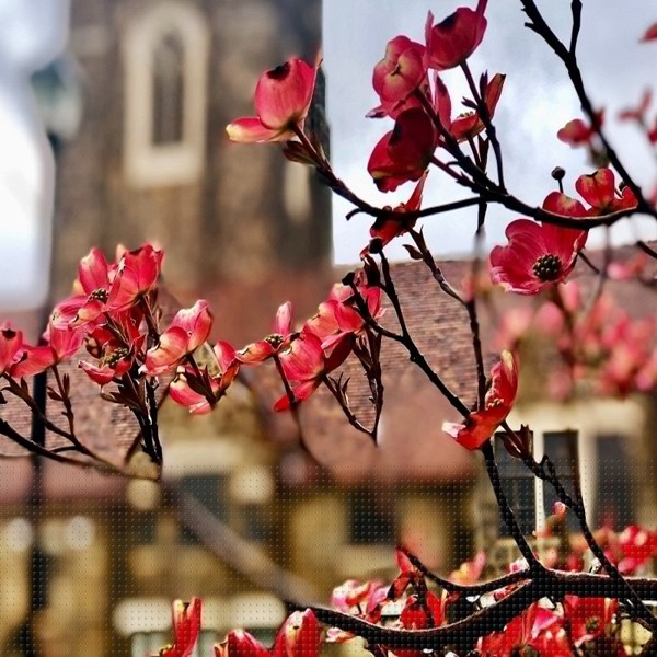 Red Flowering Dogwood Tree