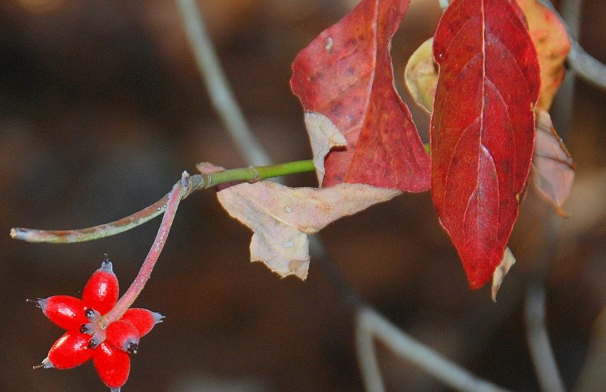Red Flowering Dogwood Tree