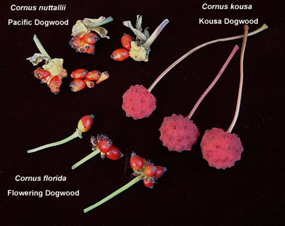 Red Flowering Dogwood Tree