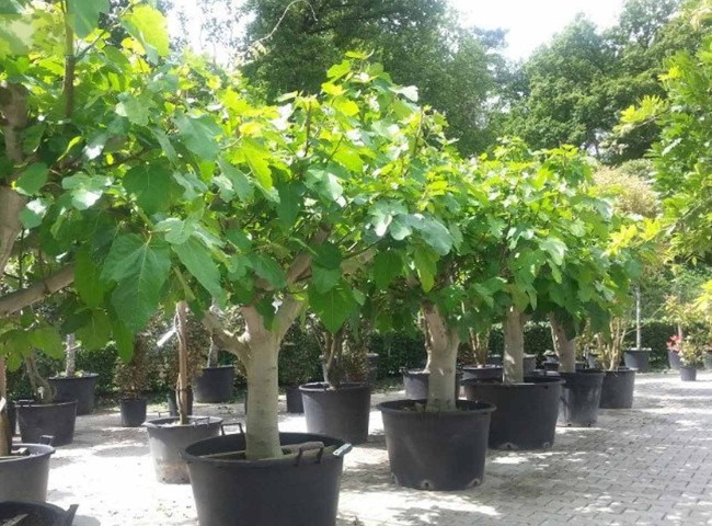 Brown Turkey Fig Tree