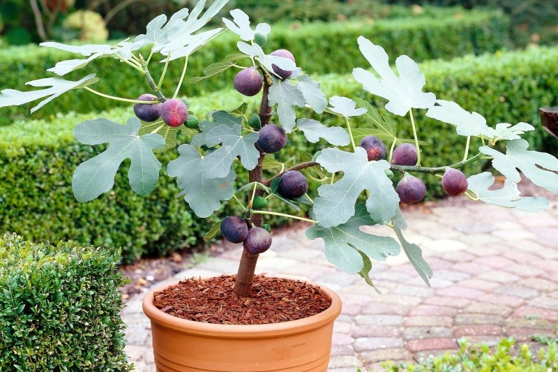 Brown Turkey Fig Tree