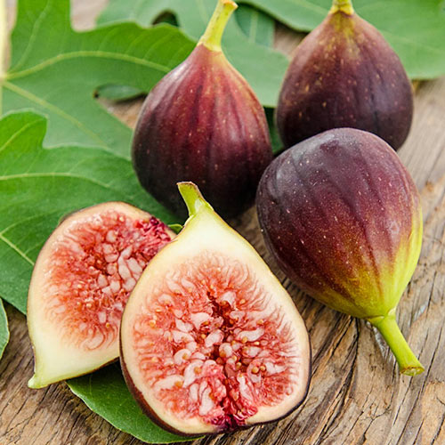 Brown Turkey Fig Tree