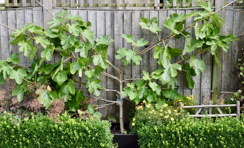 Brown Turkey Fig Tree