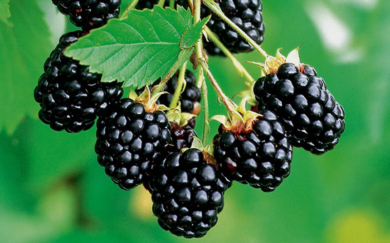 Navaho Thornless Blackberry