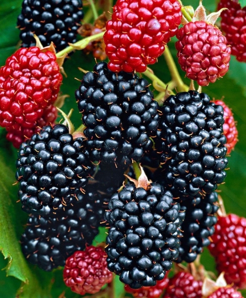 Navaho Thornless Blackberry