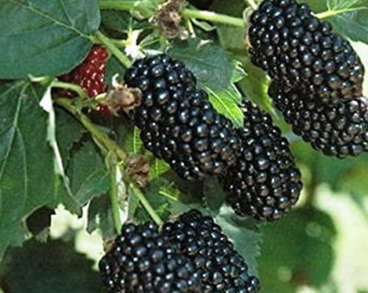 Navaho Thornless Blackberry