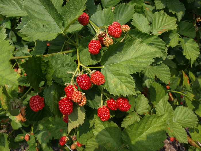 Navaho Thornless Blackberry