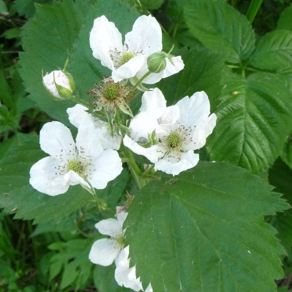 Navaho Thornless Blackberry