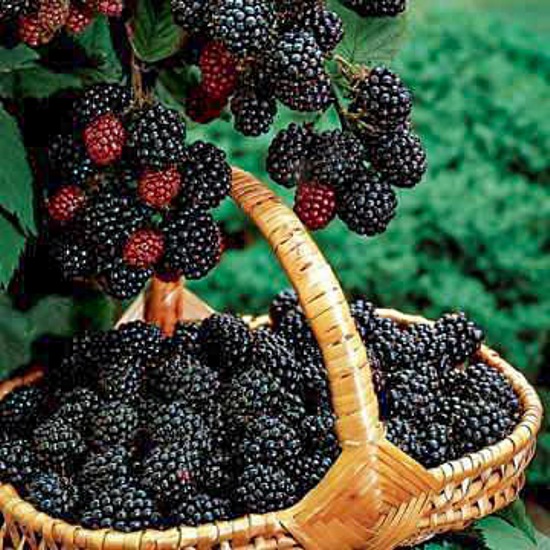 Navaho Thornless Blackberry