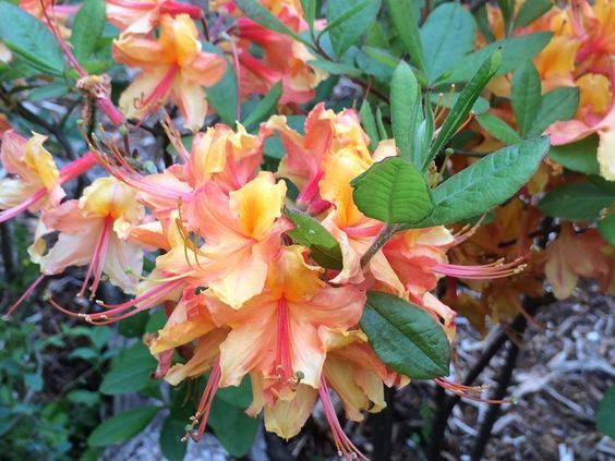 Tallulah Sunrise Native Azalea