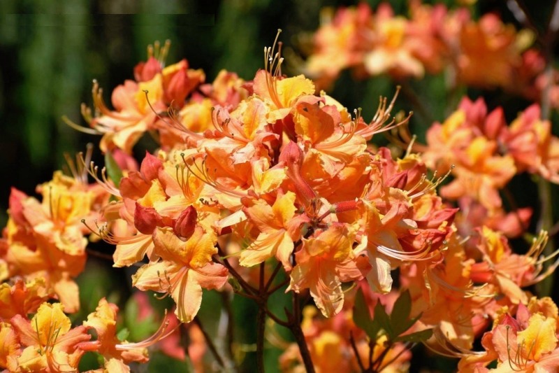 Tallulah Sunrise Native Azalea