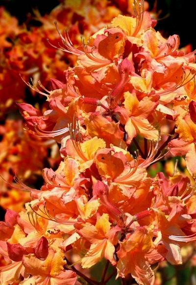 Tallulah Sunrise Native Azalea