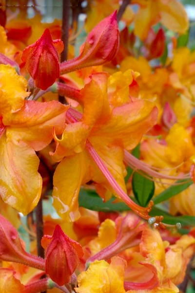 Tallulah Sunrise Native Azalea