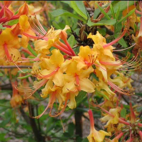 Tallulah Sunrise Native Azalea