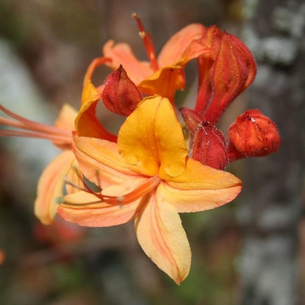 Tallulah Sunrise Native Azalea