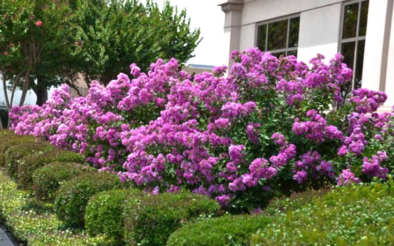 Early Bird Purple Crape Myrtle