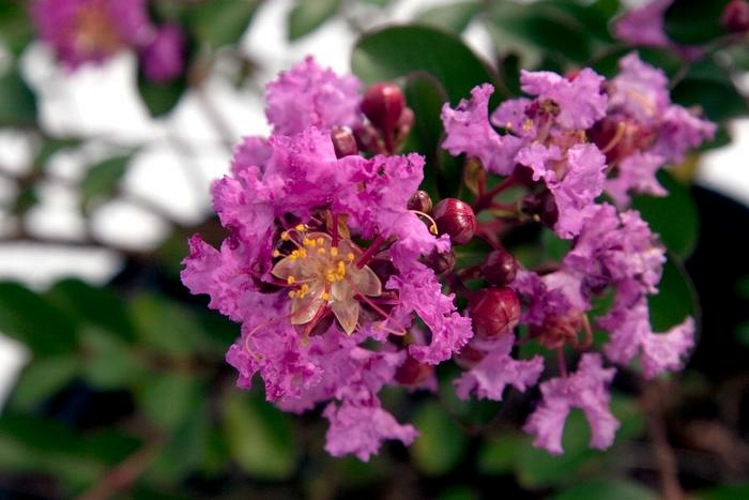 Early Bird Purple Crape Myrtle