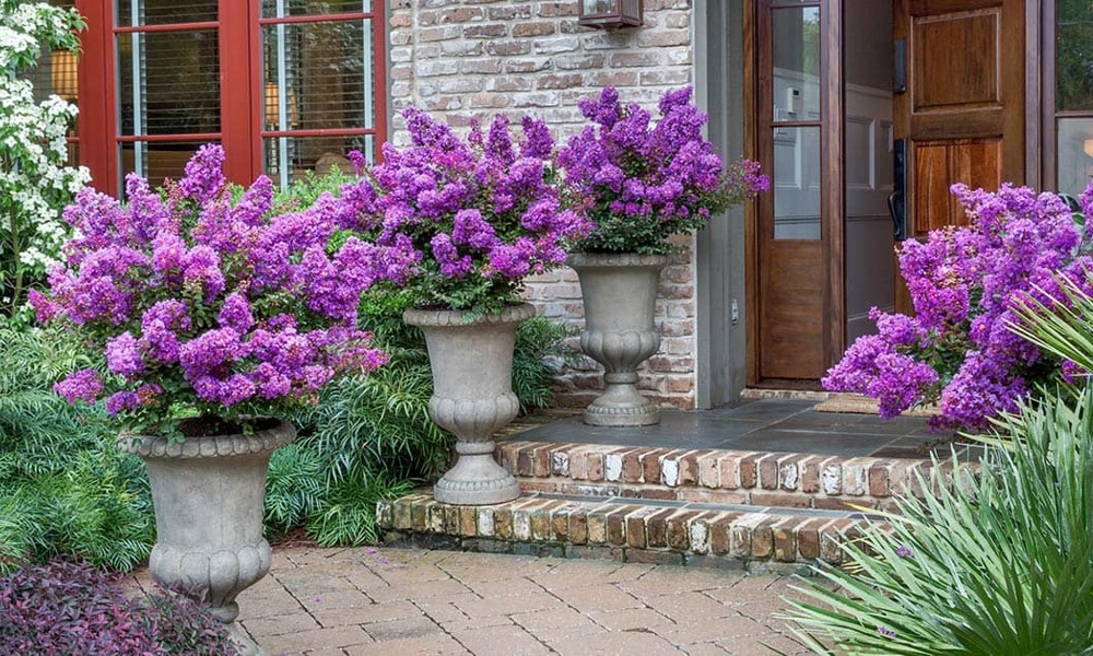 Early Bird Purple Crape Myrtle