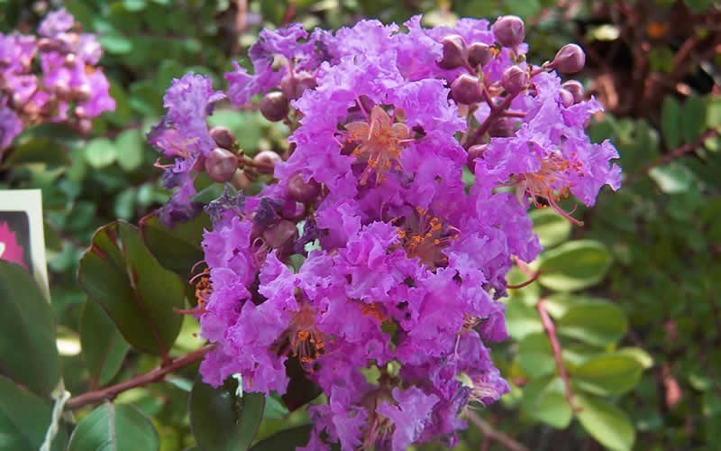 Early Bird Purple Crape Myrtle