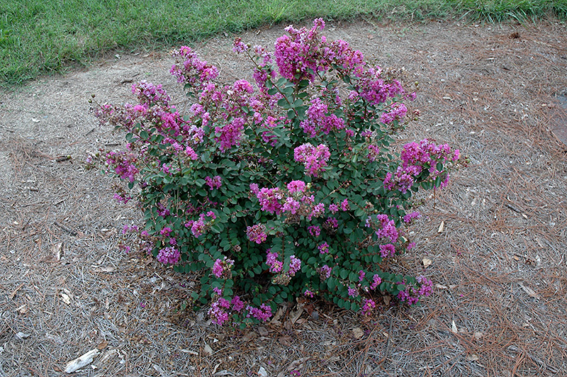Early Bird Purple Crape Myrtle