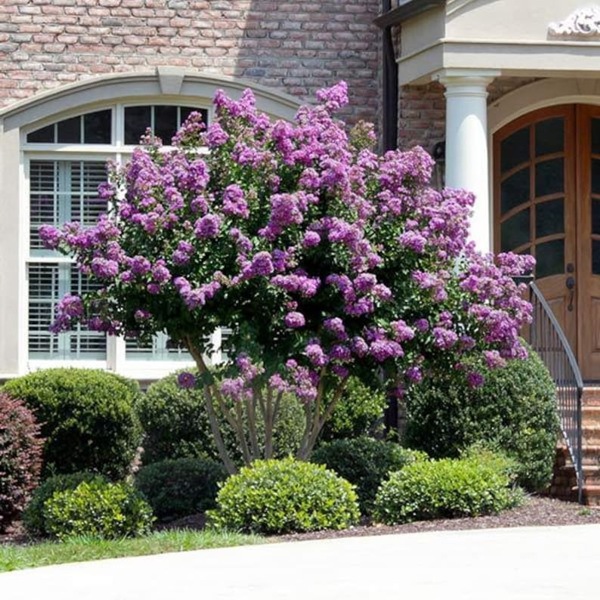Early Bird Purple Crape Myrtle