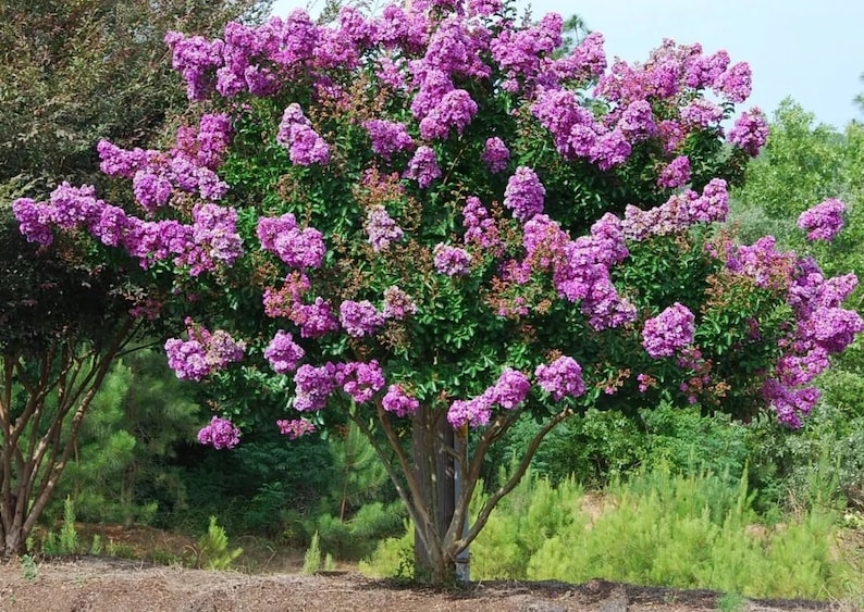 Early Bird Purple Crape Myrtle
