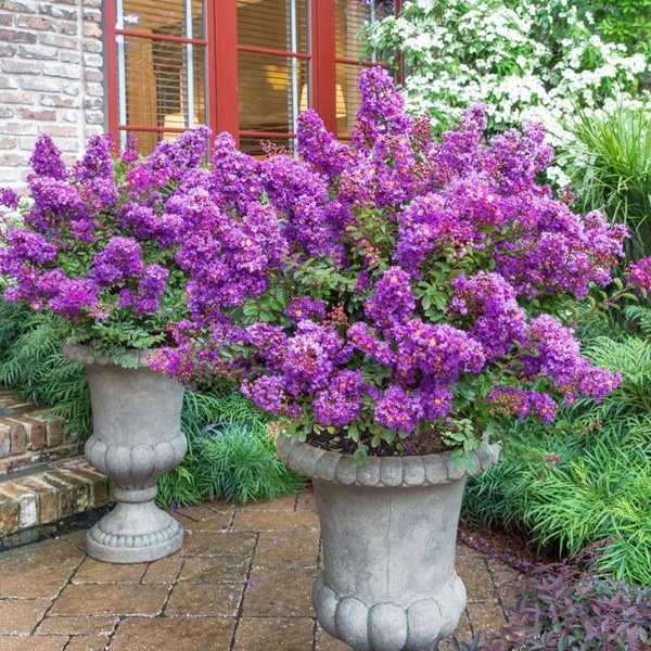 Early Bird Purple Crape Myrtle
