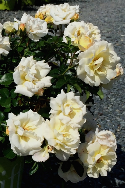 Popcorn Drift Groundcover Rose