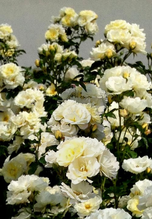 Popcorn Drift Groundcover Rose