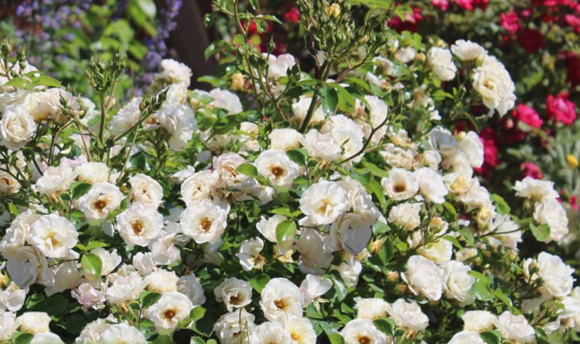 Popcorn Drift Groundcover Rose