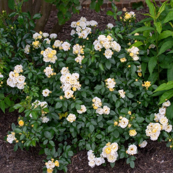 Popcorn Drift Groundcover Rose