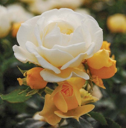 Popcorn Drift Groundcover Rose
