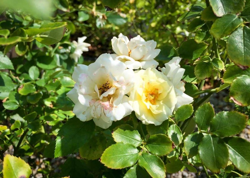 Popcorn Drift Groundcover Rose